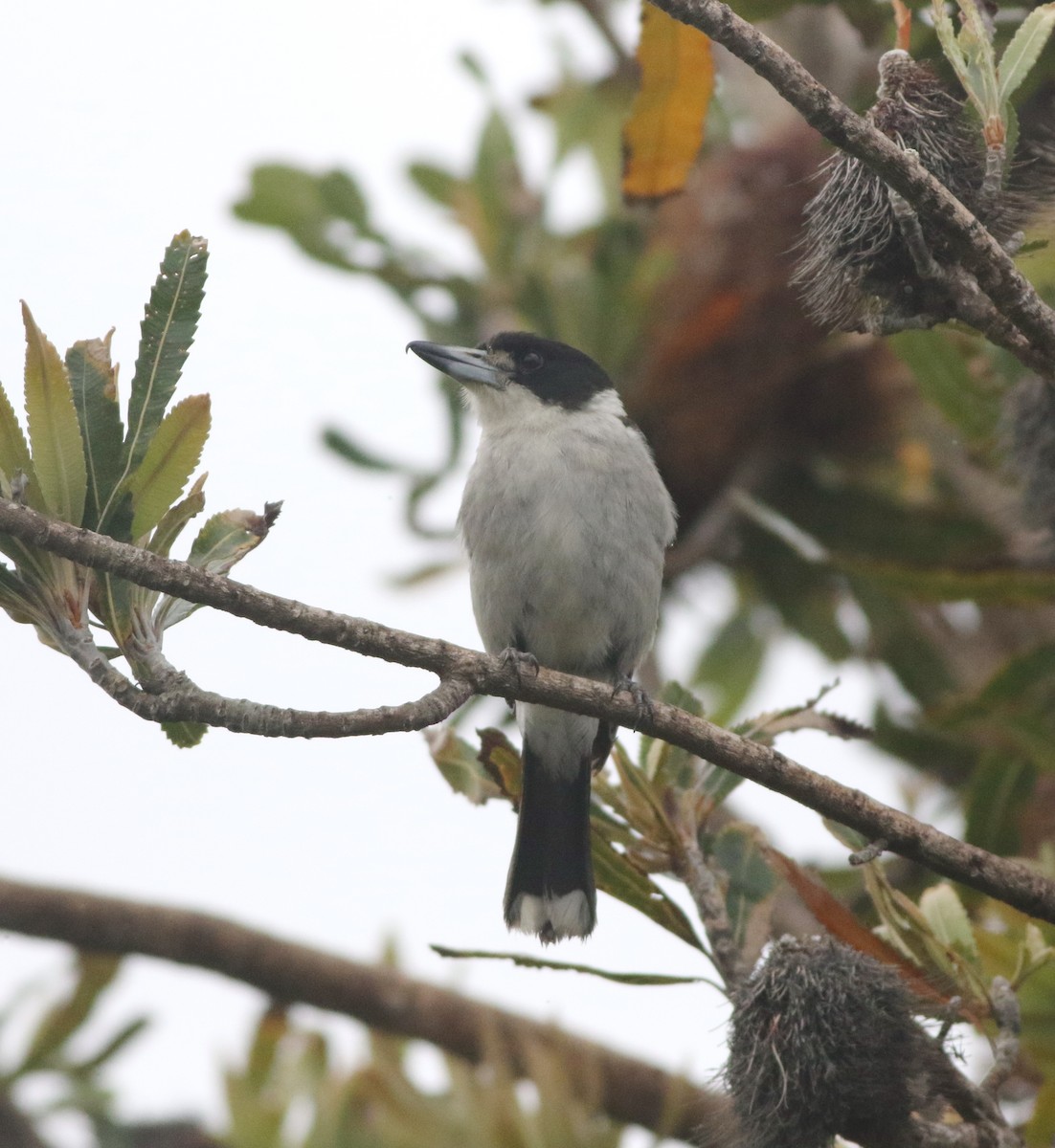 ハイイロモズガラス - ML644510110