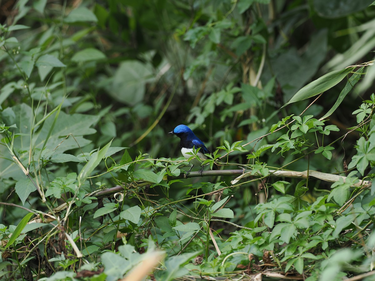 Blue-and-white Flycatcher - ML644510116