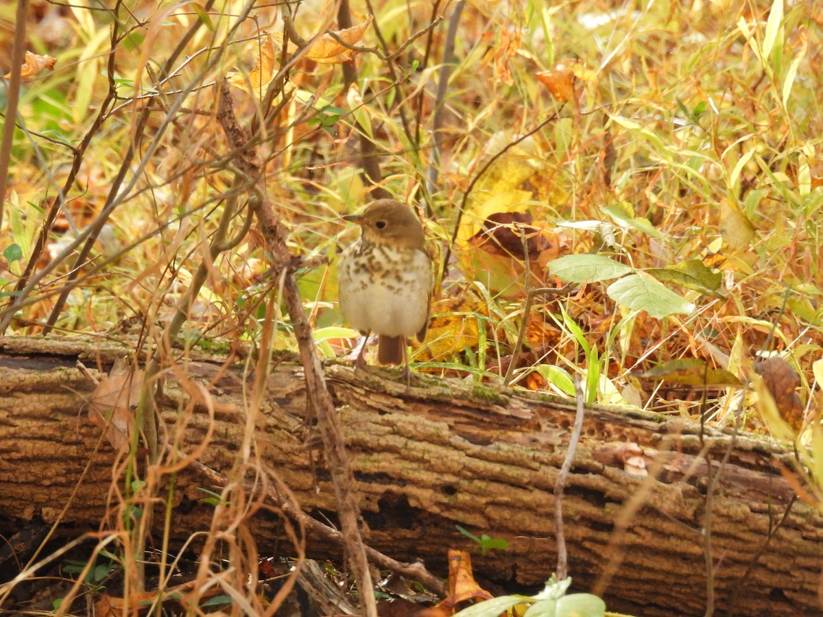 Grive solitaire - ML644510120