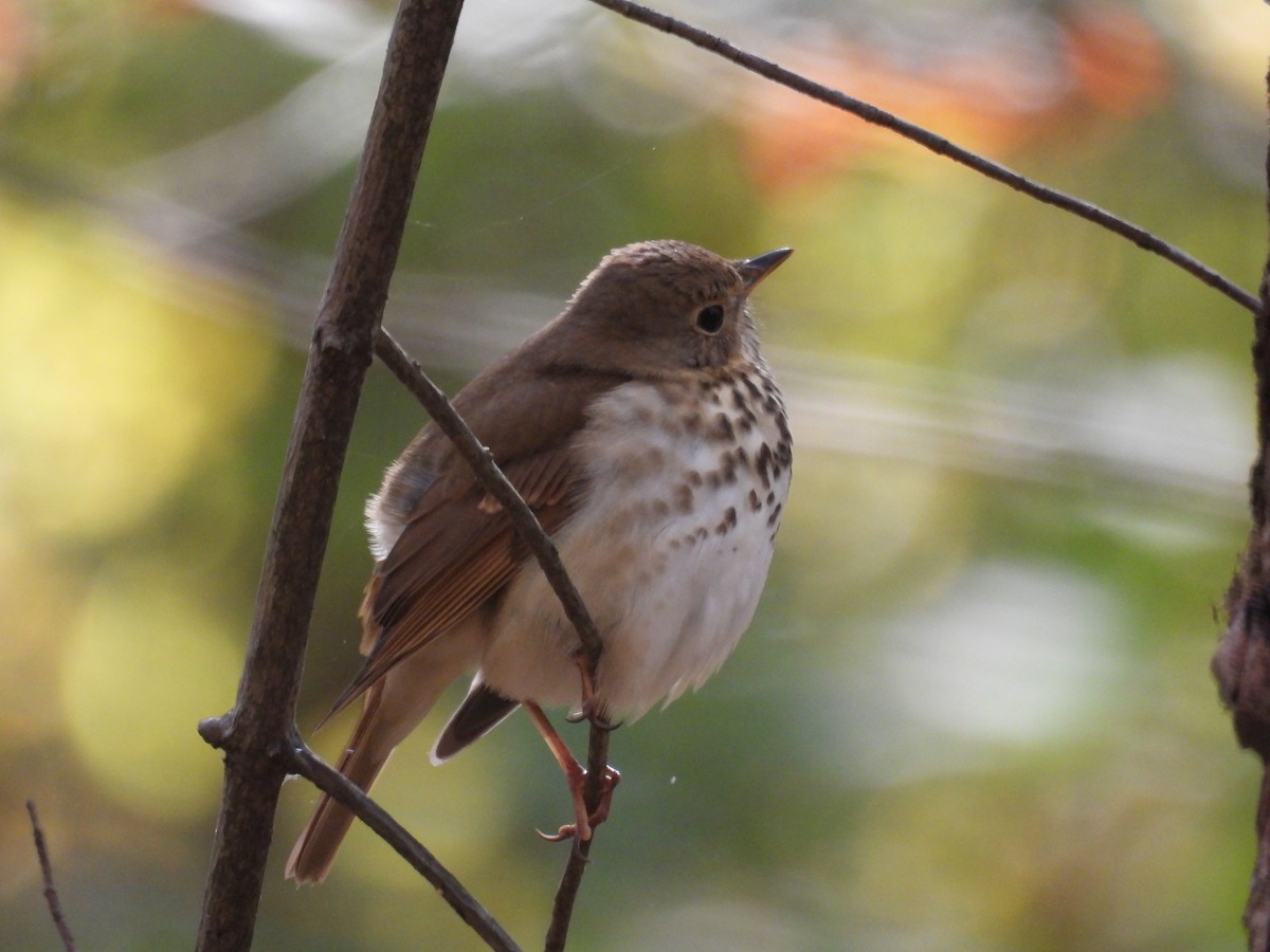 Grive solitaire - ML644510121