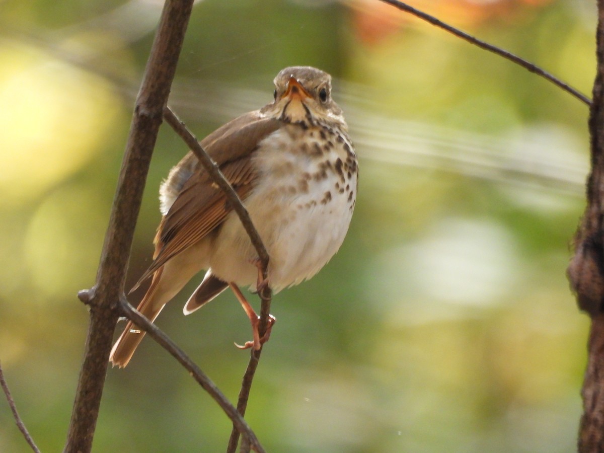 Grive solitaire - ML644510122