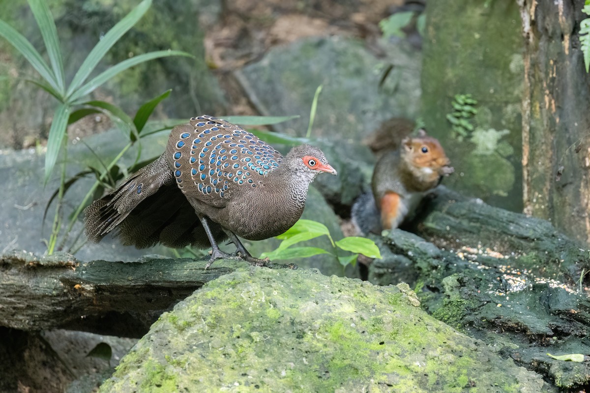 Başlıklı Küçük Tavus Sülünü - ML644510123