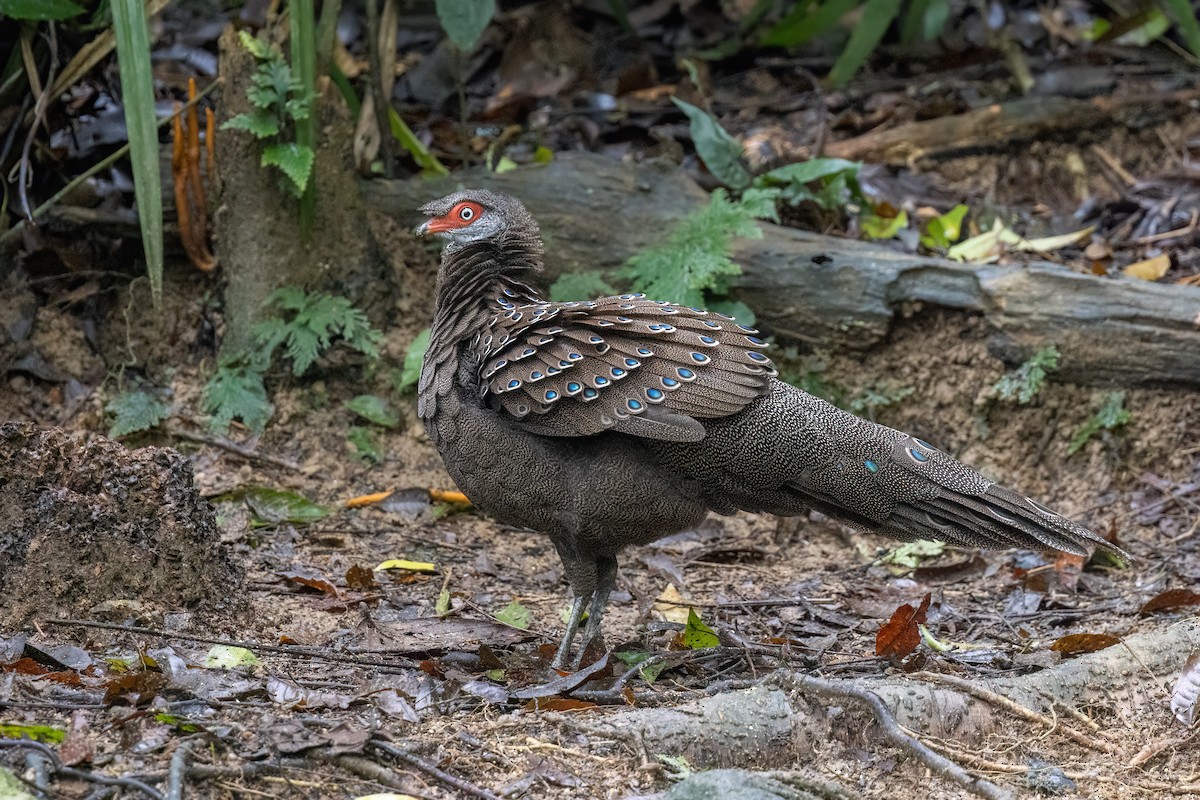 Başlıklı Küçük Tavus Sülünü - ML644510124