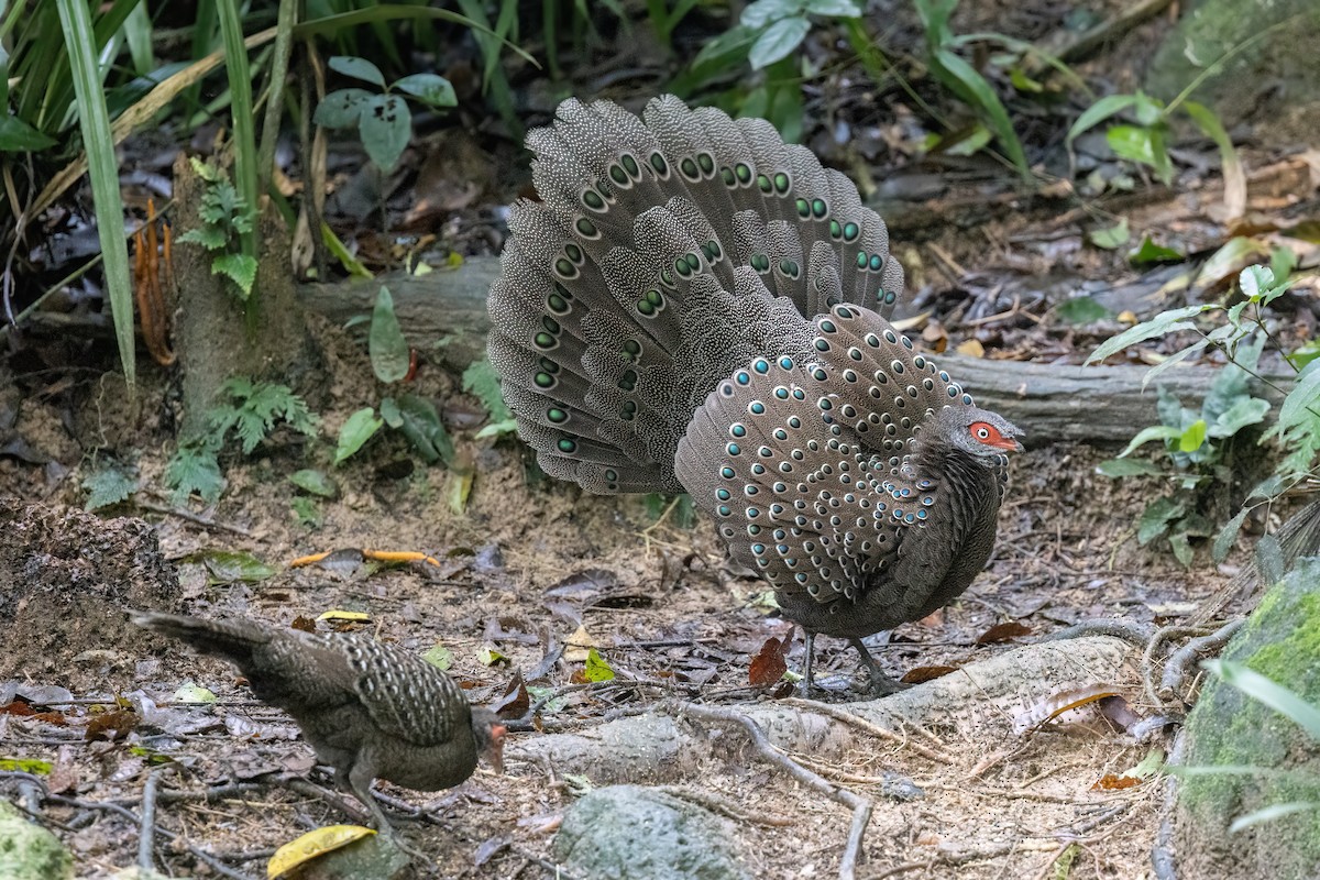 Başlıklı Küçük Tavus Sülünü - ML644510126