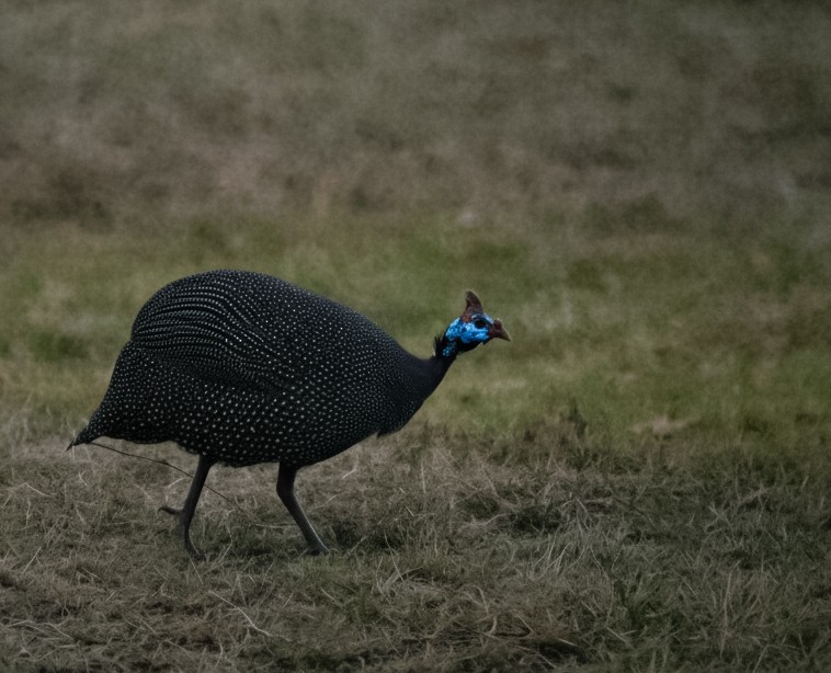 Helmeted Guineafowl - ML644510129