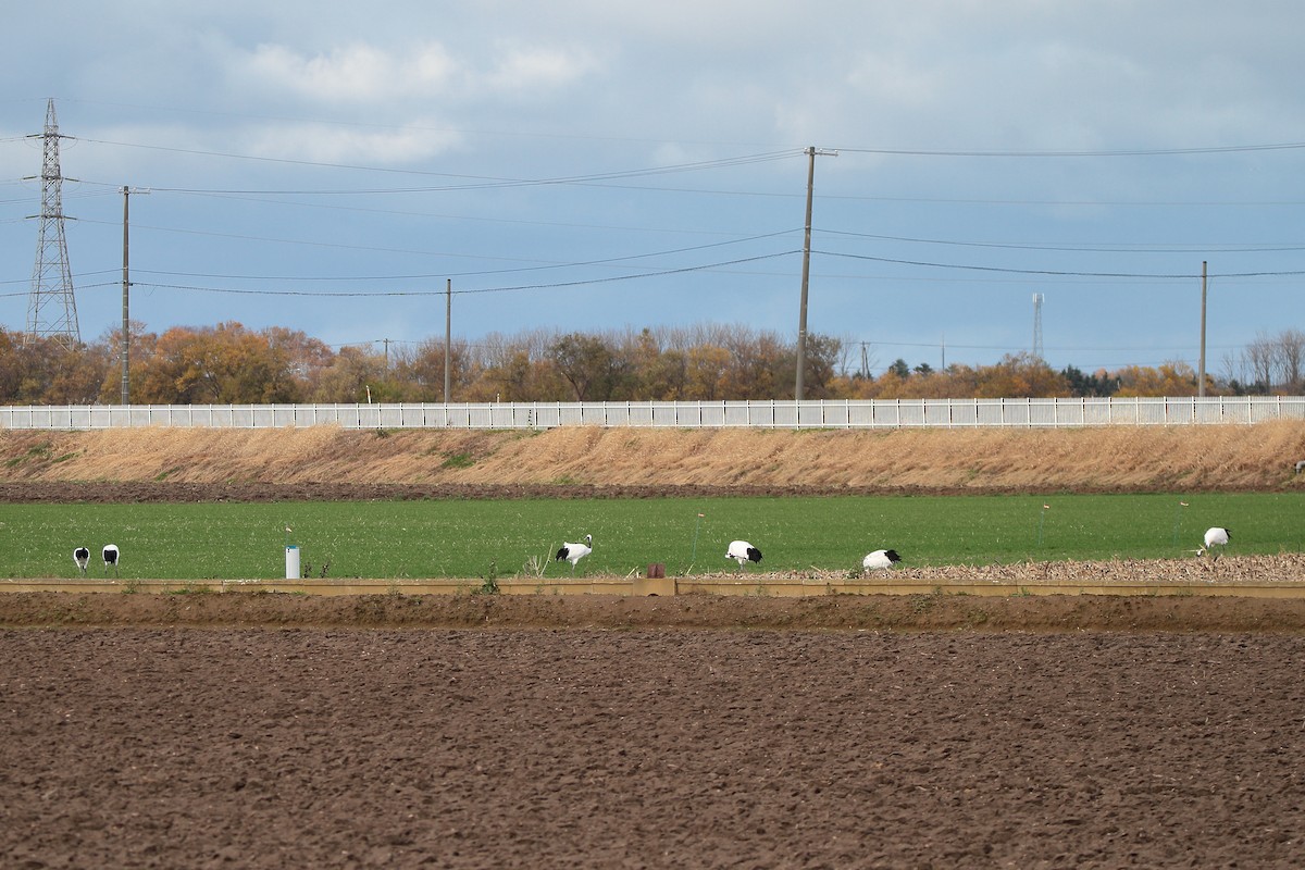 Red-crowned Crane - ML644510140
