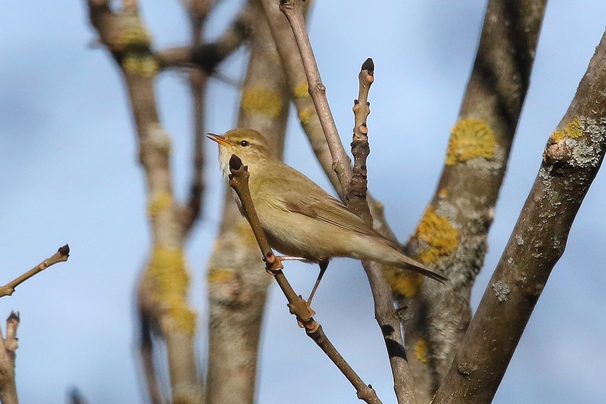 løvsanger - ML644510149