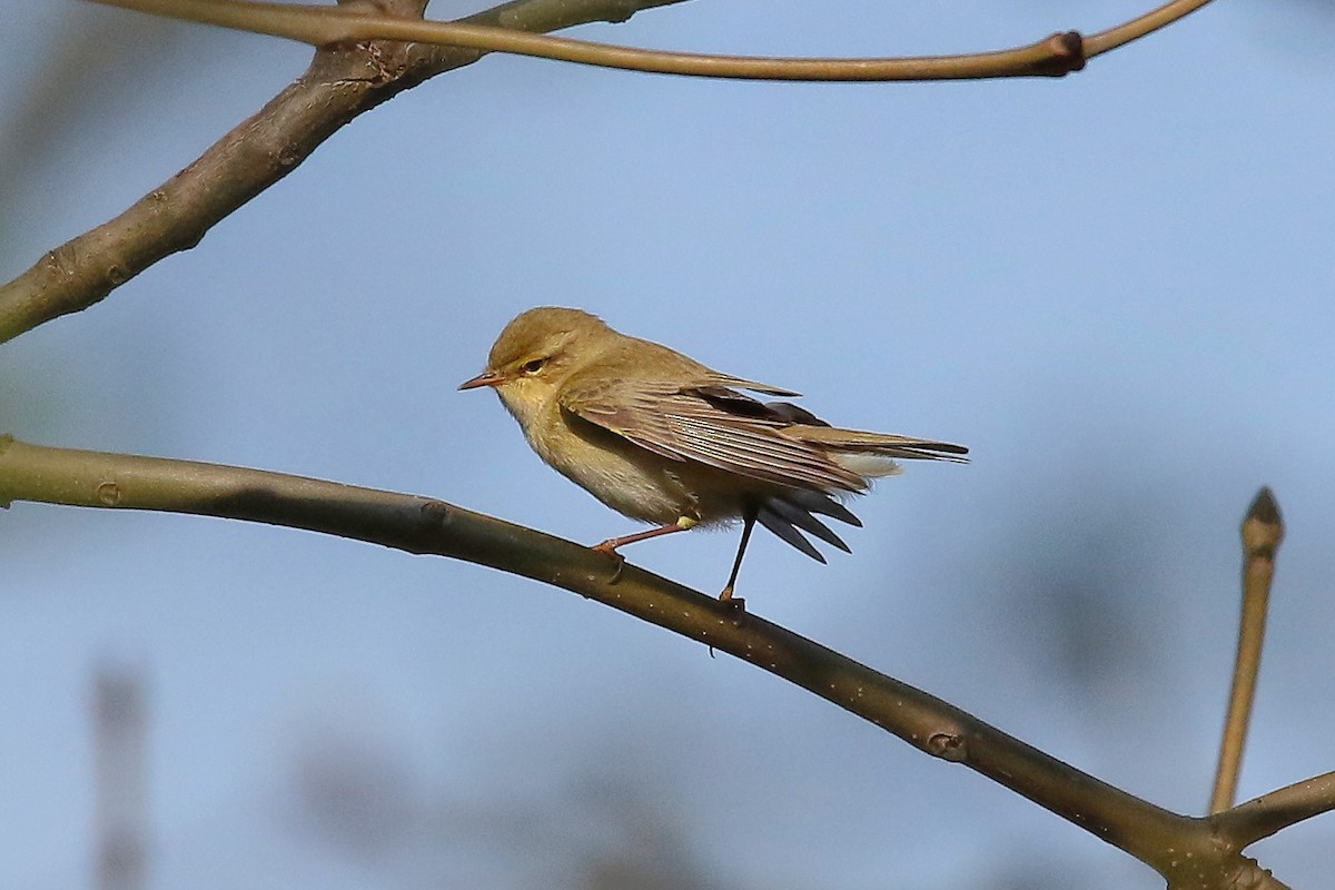 løvsanger - ML644510150