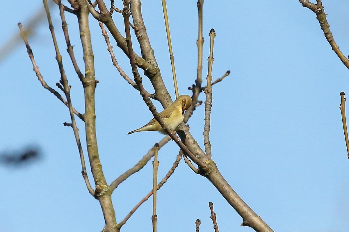 løvsanger - ML644510152