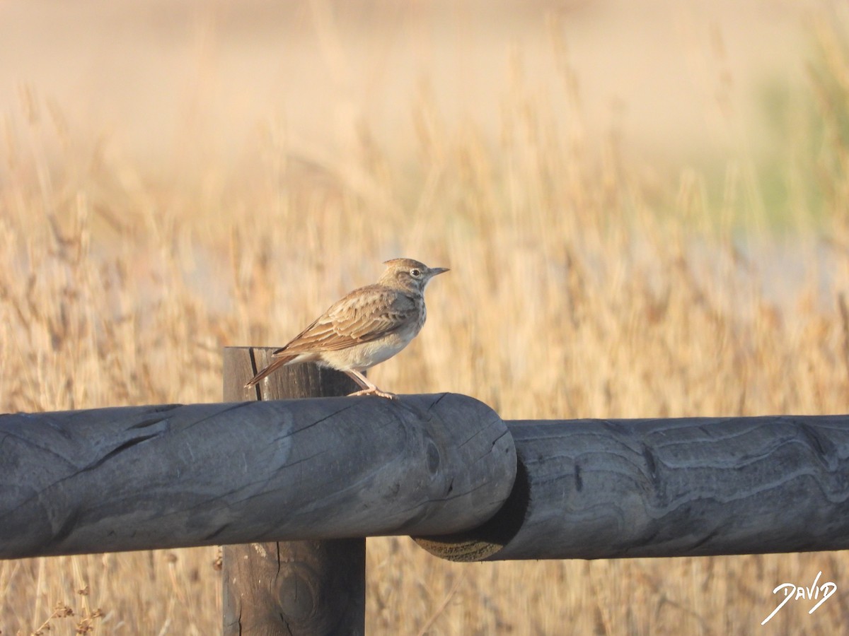 Haubenlerche - ML644510153