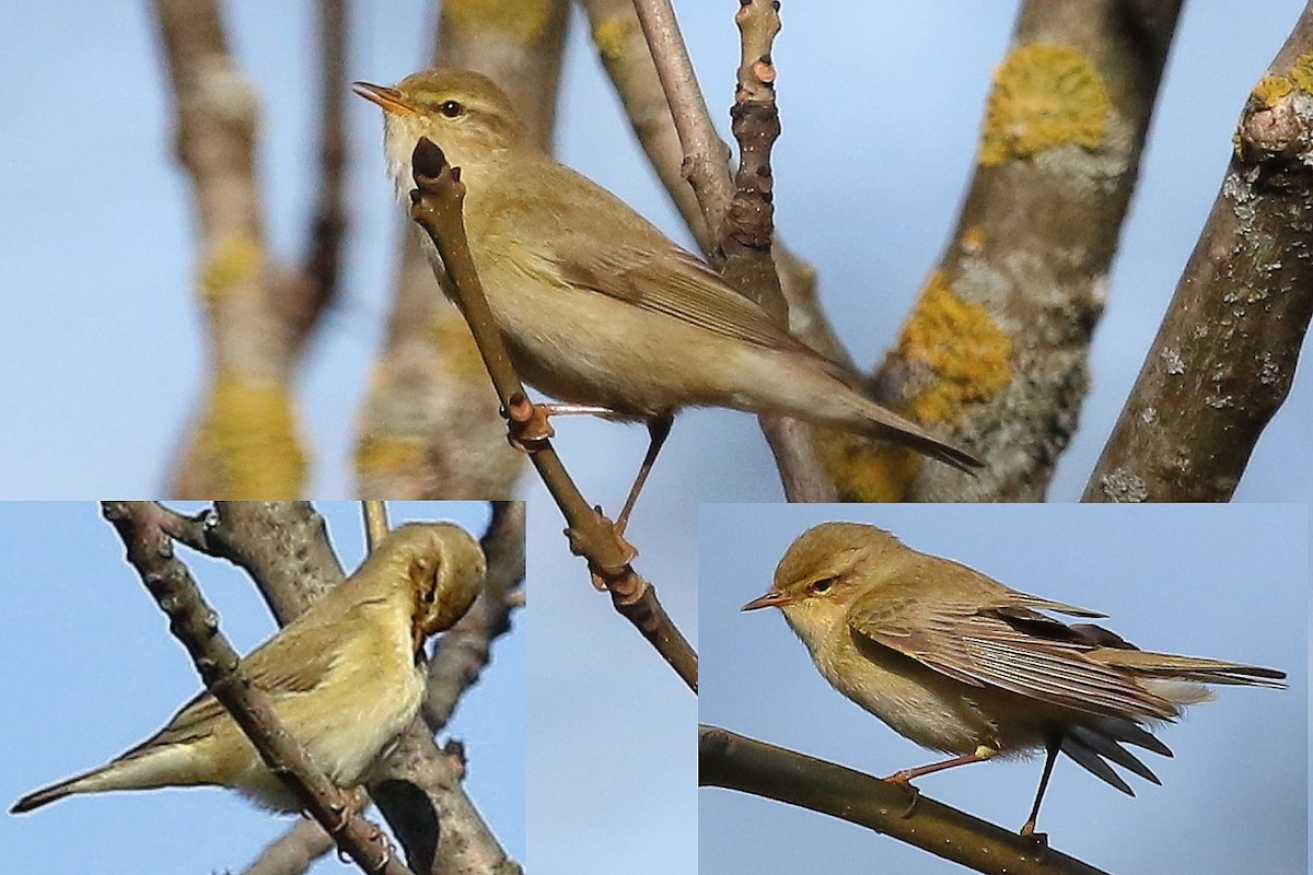 løvsanger - ML644510154