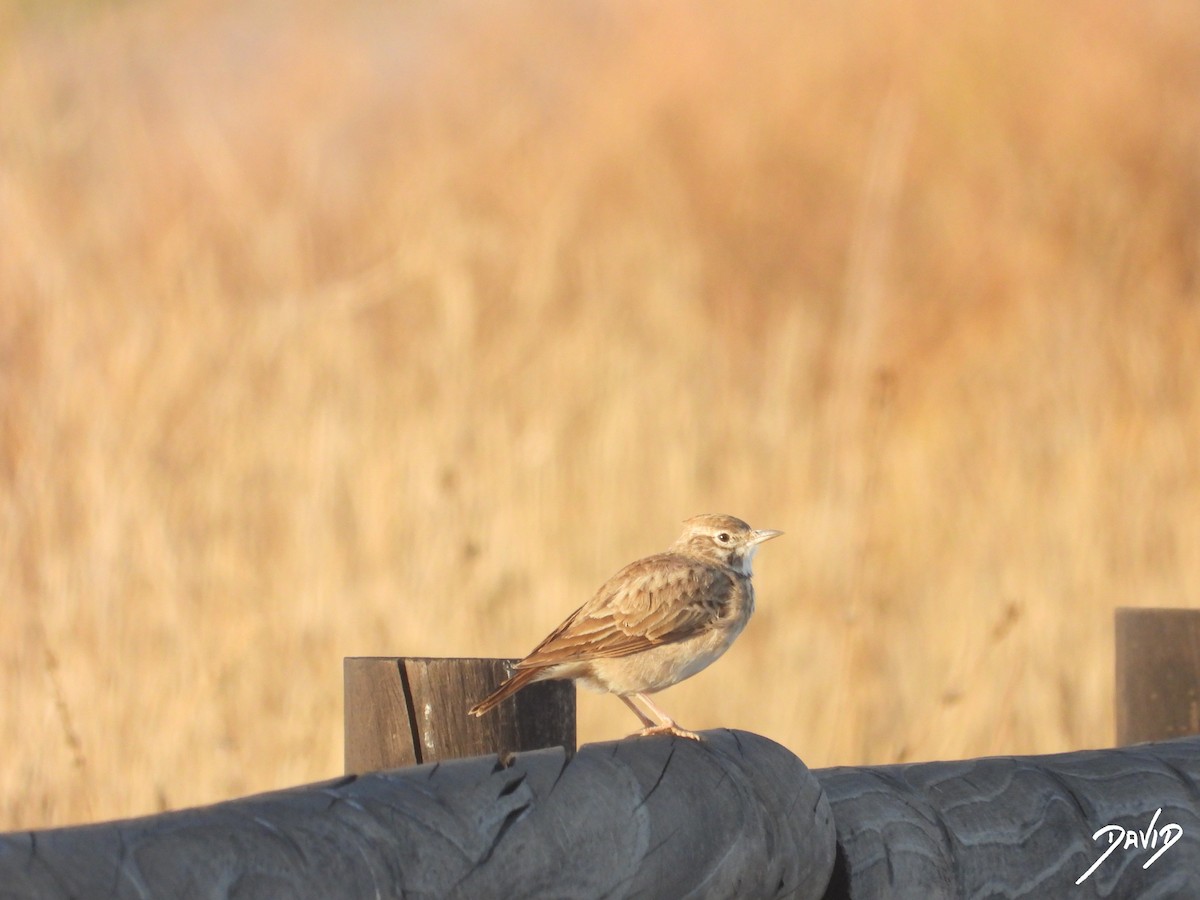 Haubenlerche - ML644510155