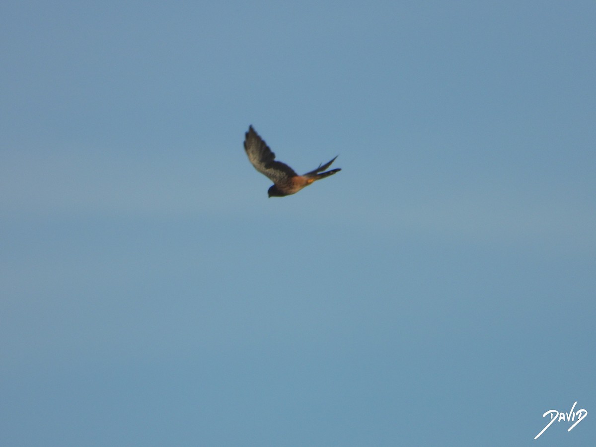 Eurasian Kestrel - ML644510177