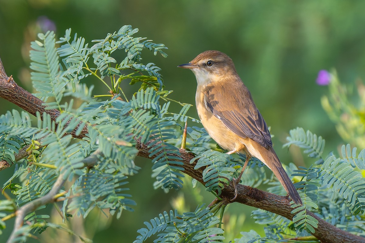 åkersanger - ML644510179