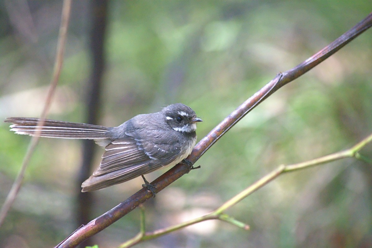 Gray Fantail - ML644510184