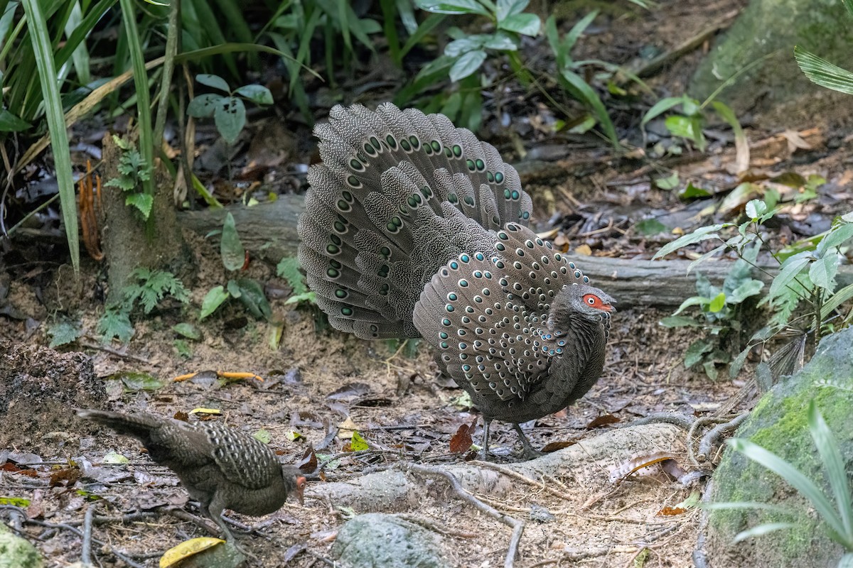 Başlıklı Küçük Tavus Sülünü - ML644510187