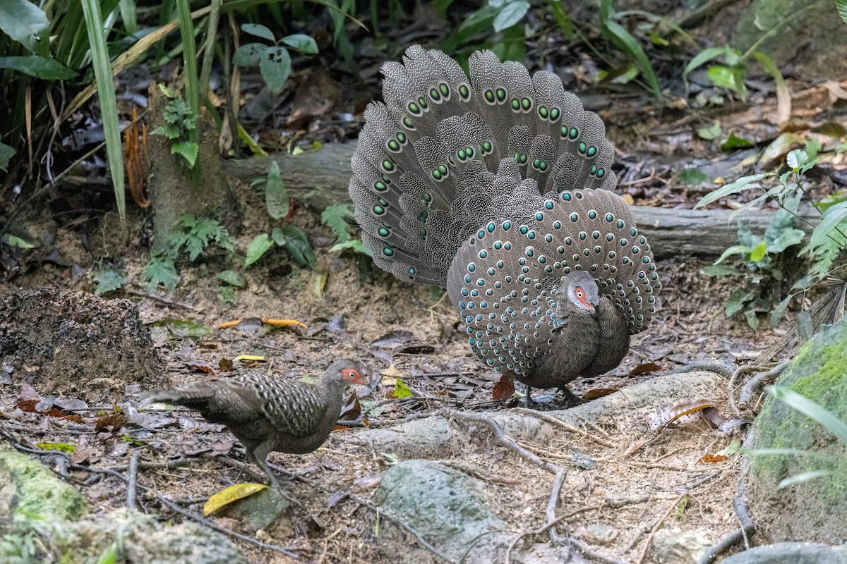 Başlıklı Küçük Tavus Sülünü - ML644510188