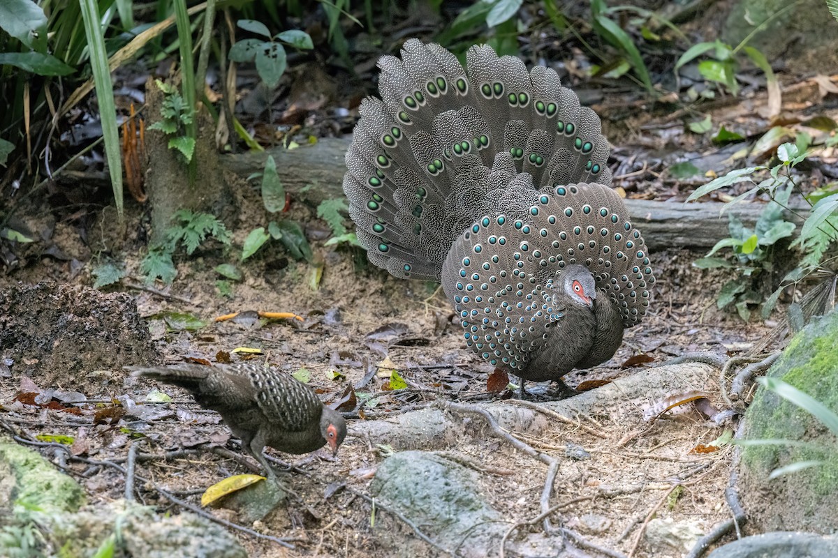 Başlıklı Küçük Tavus Sülünü - ML644510189