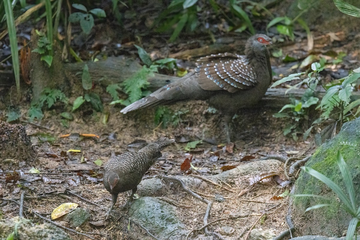 Başlıklı Küçük Tavus Sülünü - ML644510190