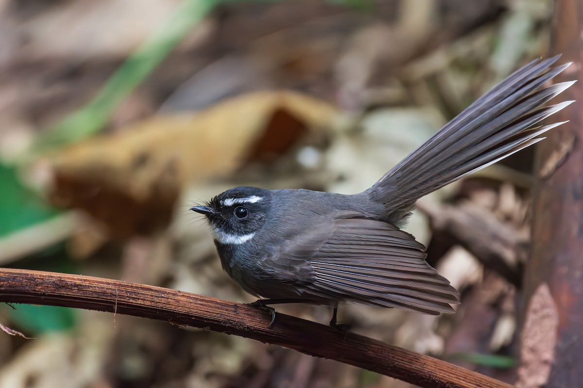 White-throated Fantail - ML644510195