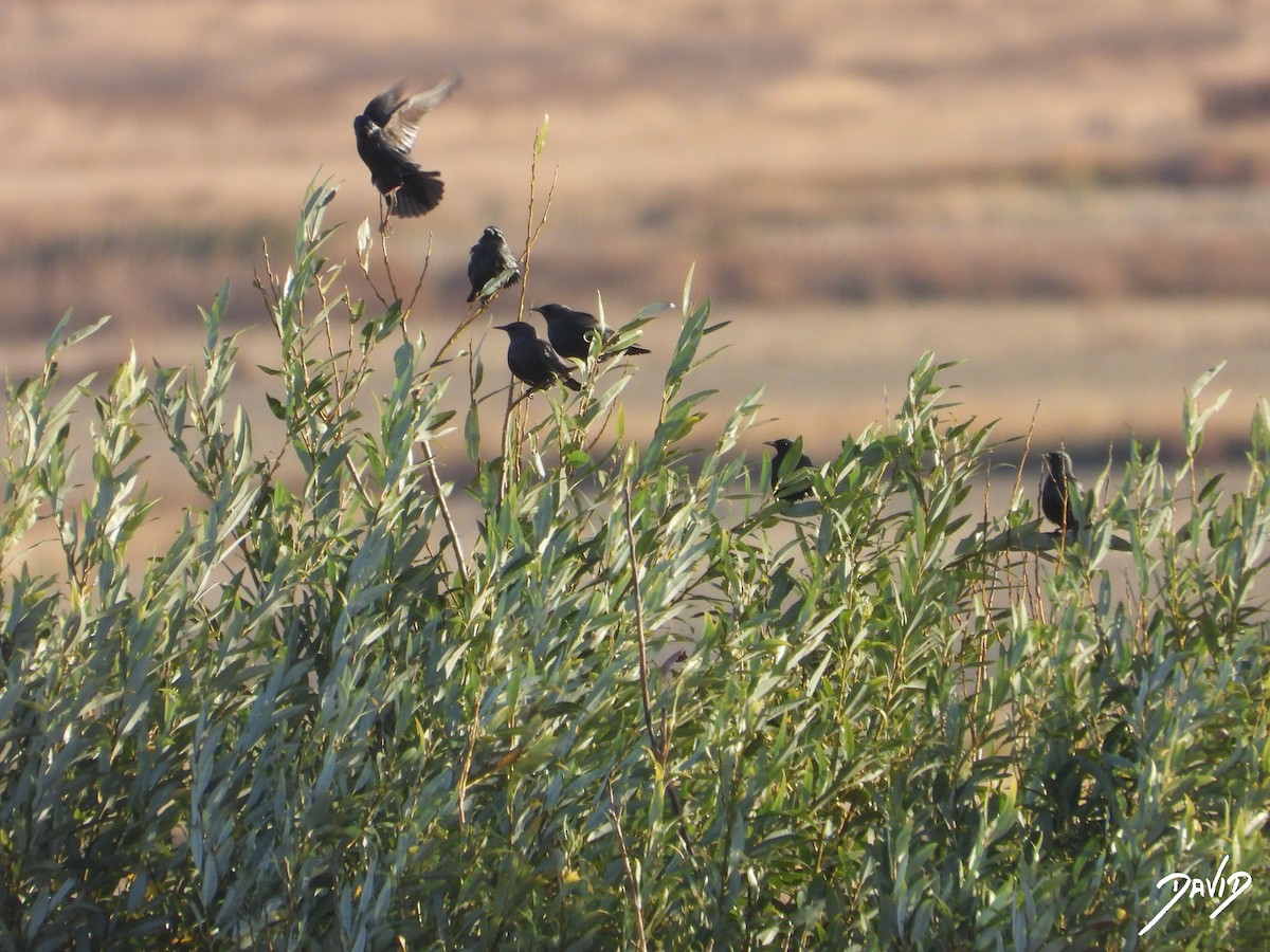 Étourneau unicolore - ML644510197