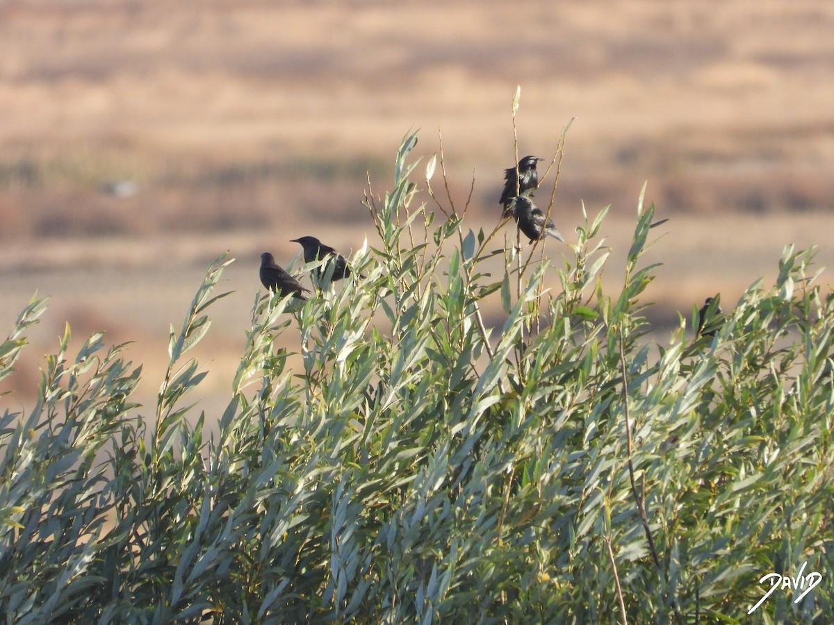 Étourneau unicolore - ML644510198