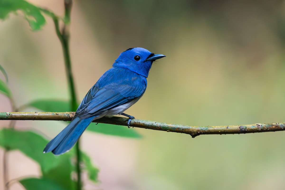 Black-naped Monarch - ML644510199