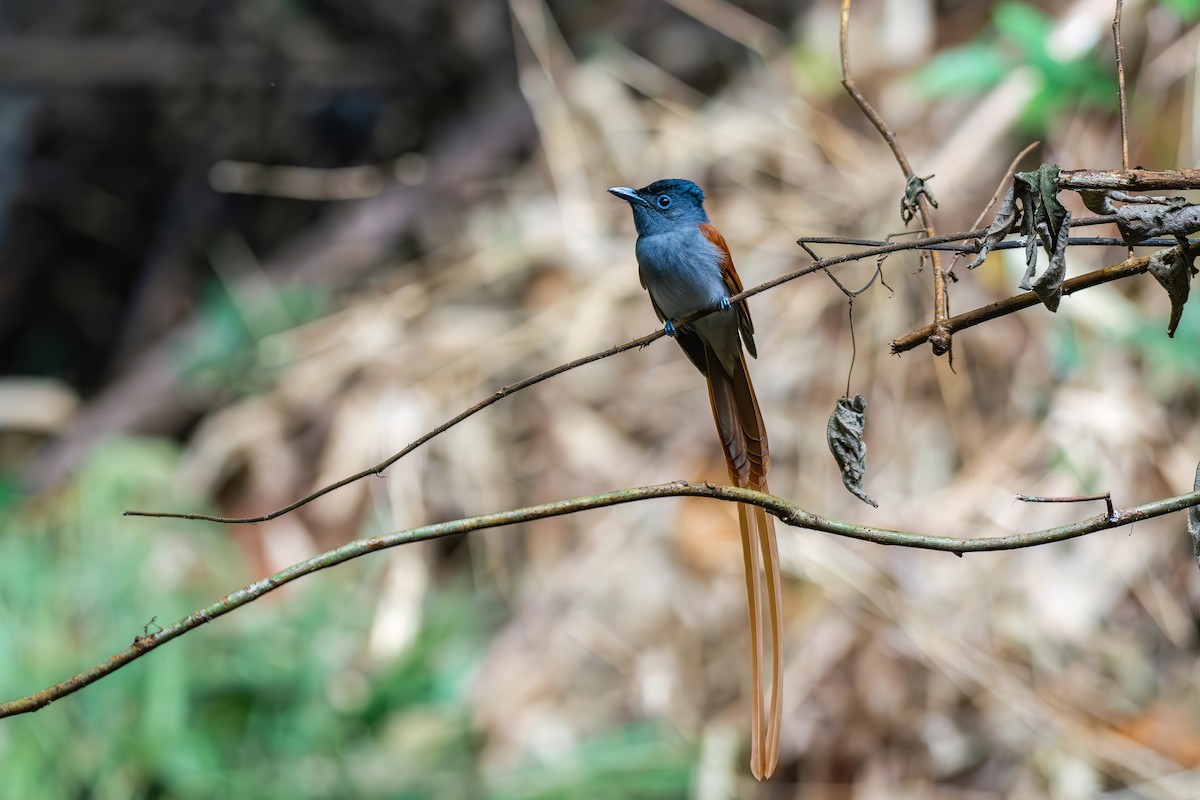 Blyth's Paradise-Flycatcher - ML644510204