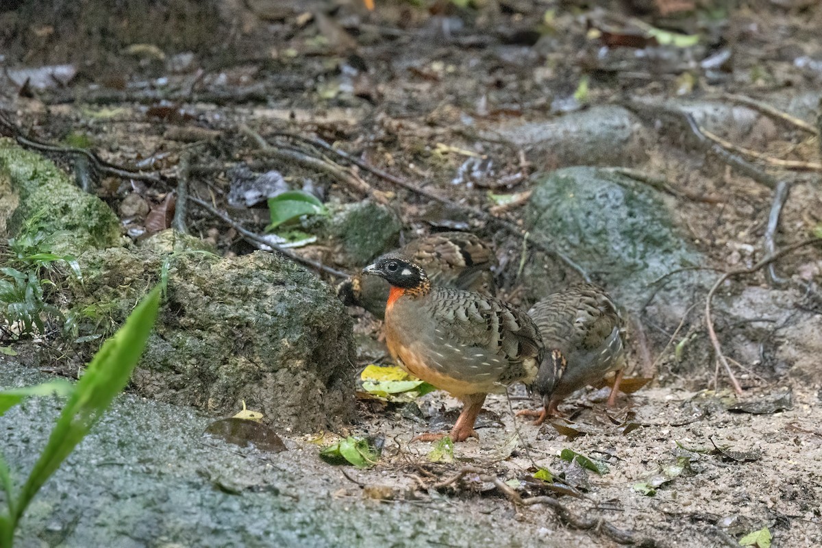 ハイナンミヤマテッケイ - ML644510205