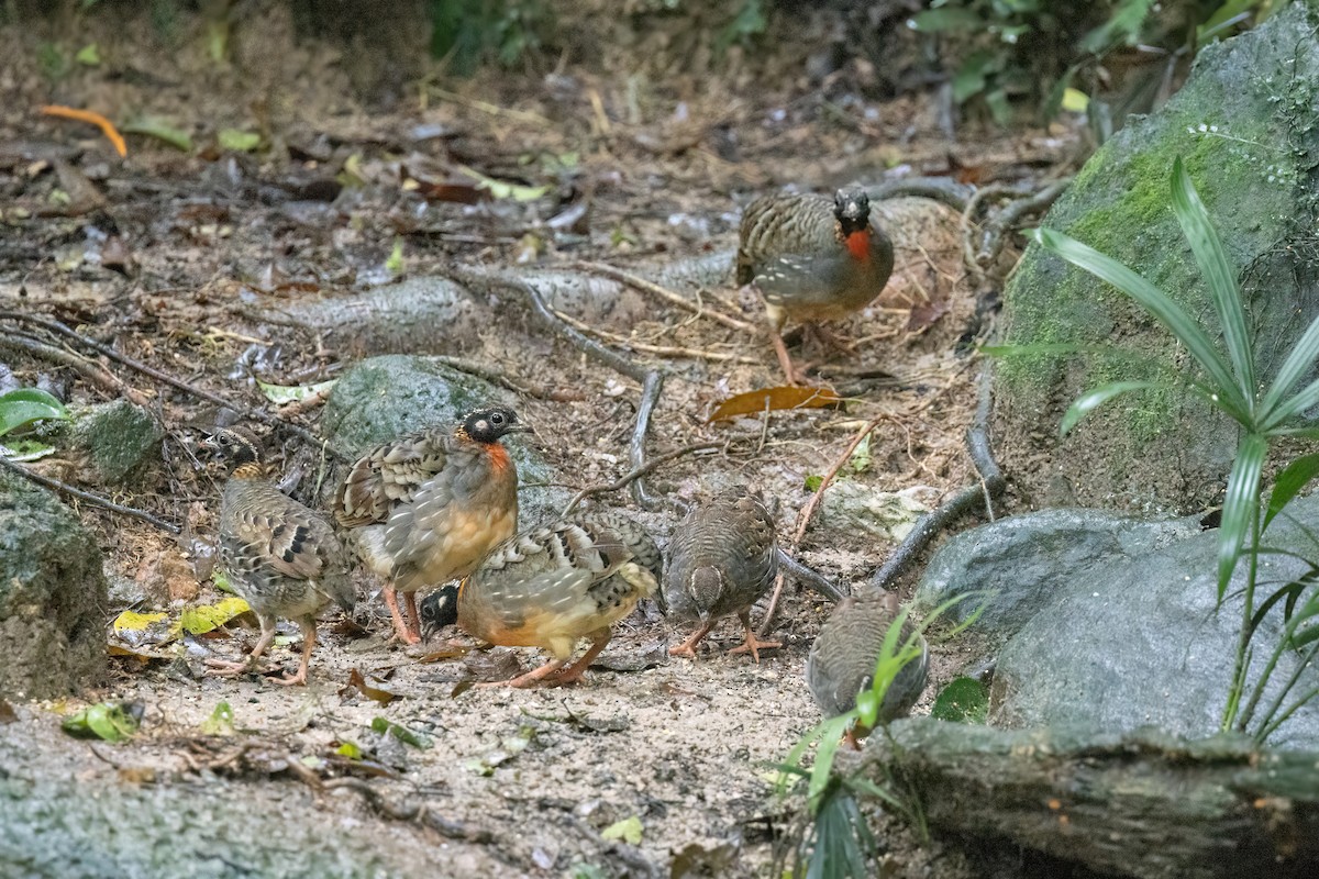 ハイナンミヤマテッケイ - ML644510206