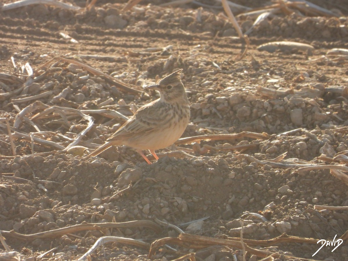 Haubenlerche - ML644510207