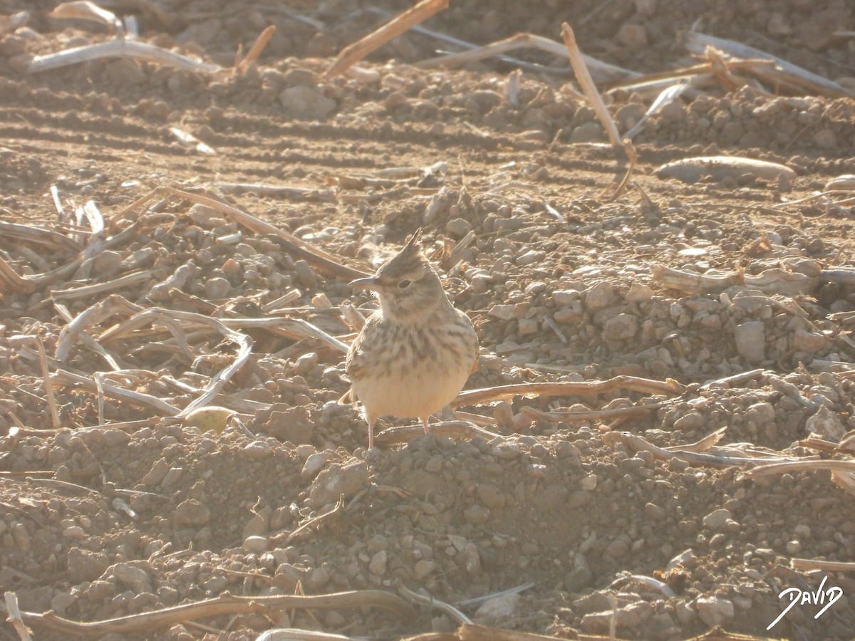 Haubenlerche - ML644510208