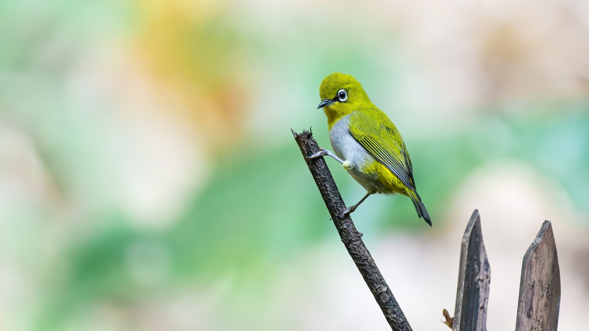 Indian White-eye - ML644510209