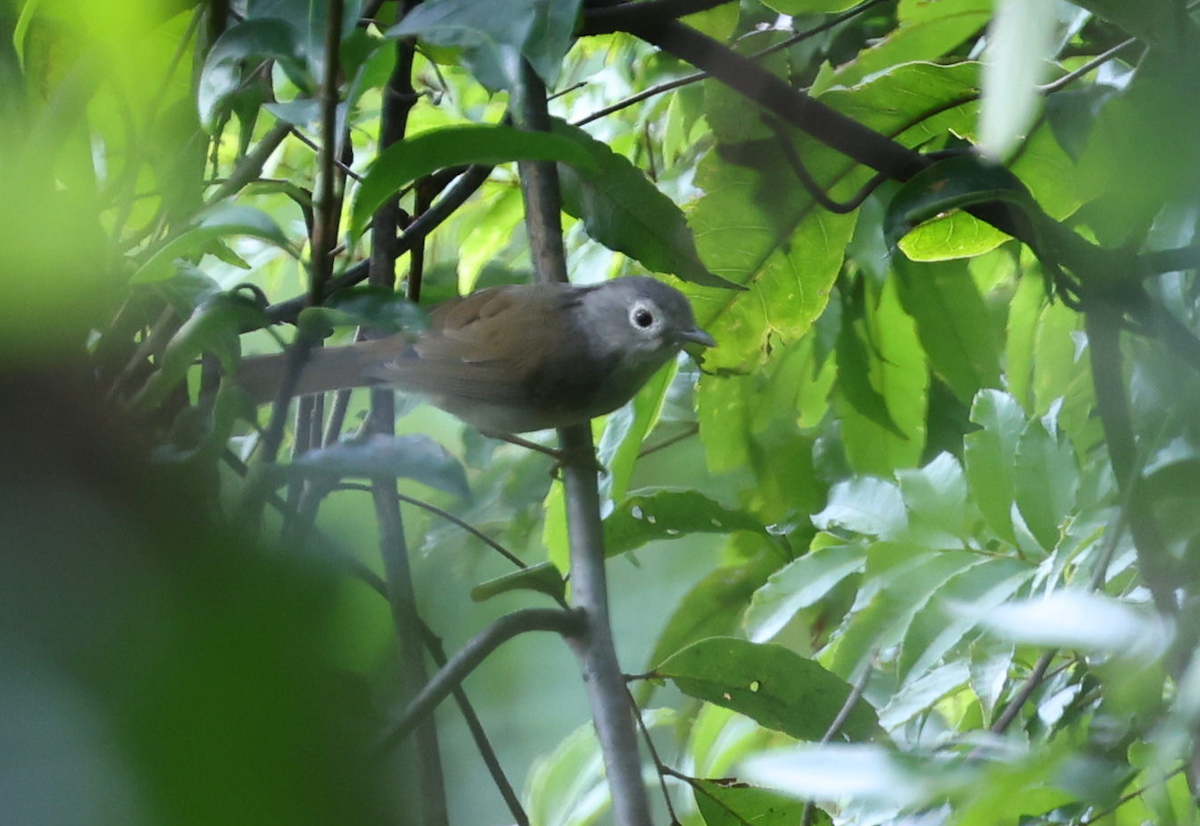 Huet's Fulvetta - ML644510210