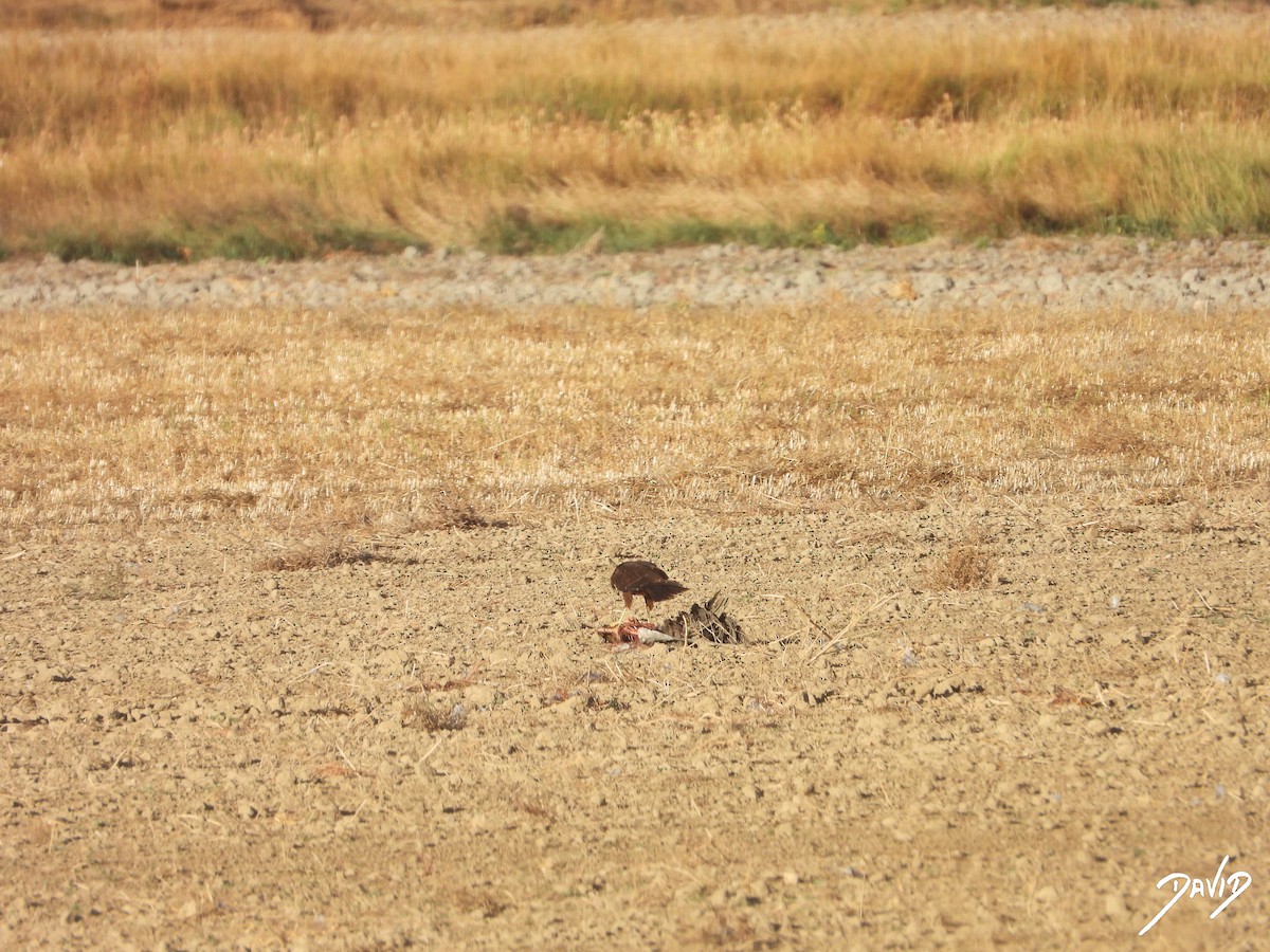 Aguilucho Lagunero Occidental - ML644510212
