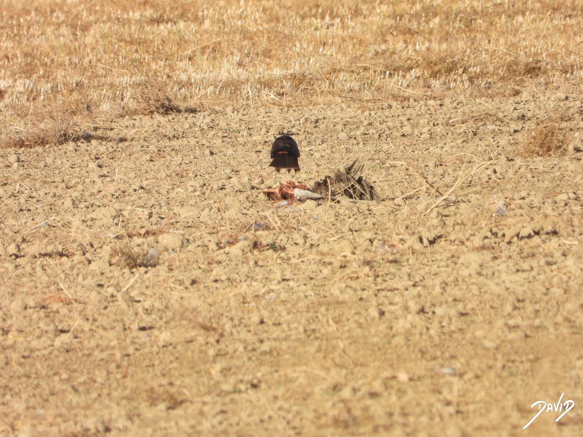 Aguilucho Lagunero Occidental - ML644510213