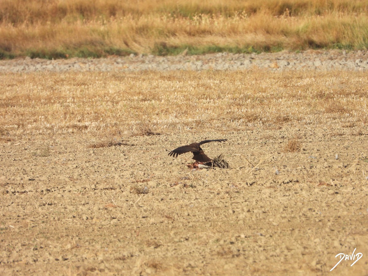 Aguilucho Lagunero Occidental - ML644510214