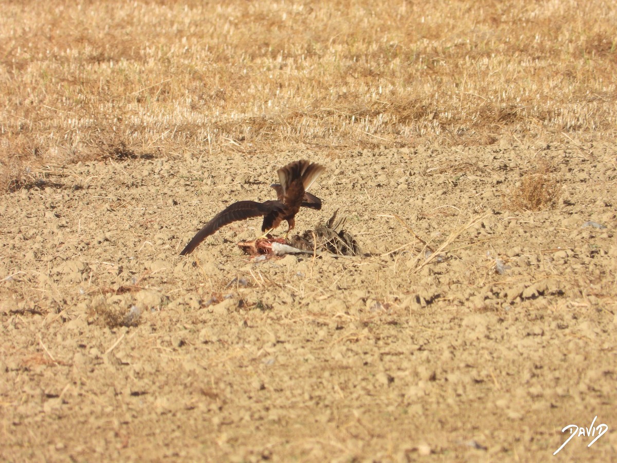 Aguilucho Lagunero Occidental - ML644510215