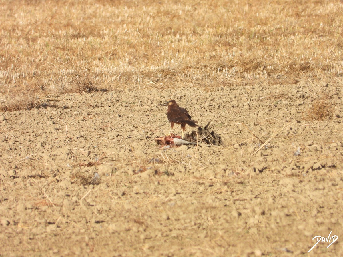 Aguilucho Lagunero Occidental - ML644510216