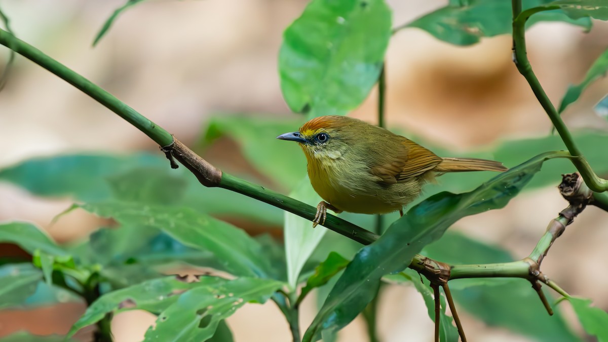 Pin-striped Tit-Babbler - ML644510217
