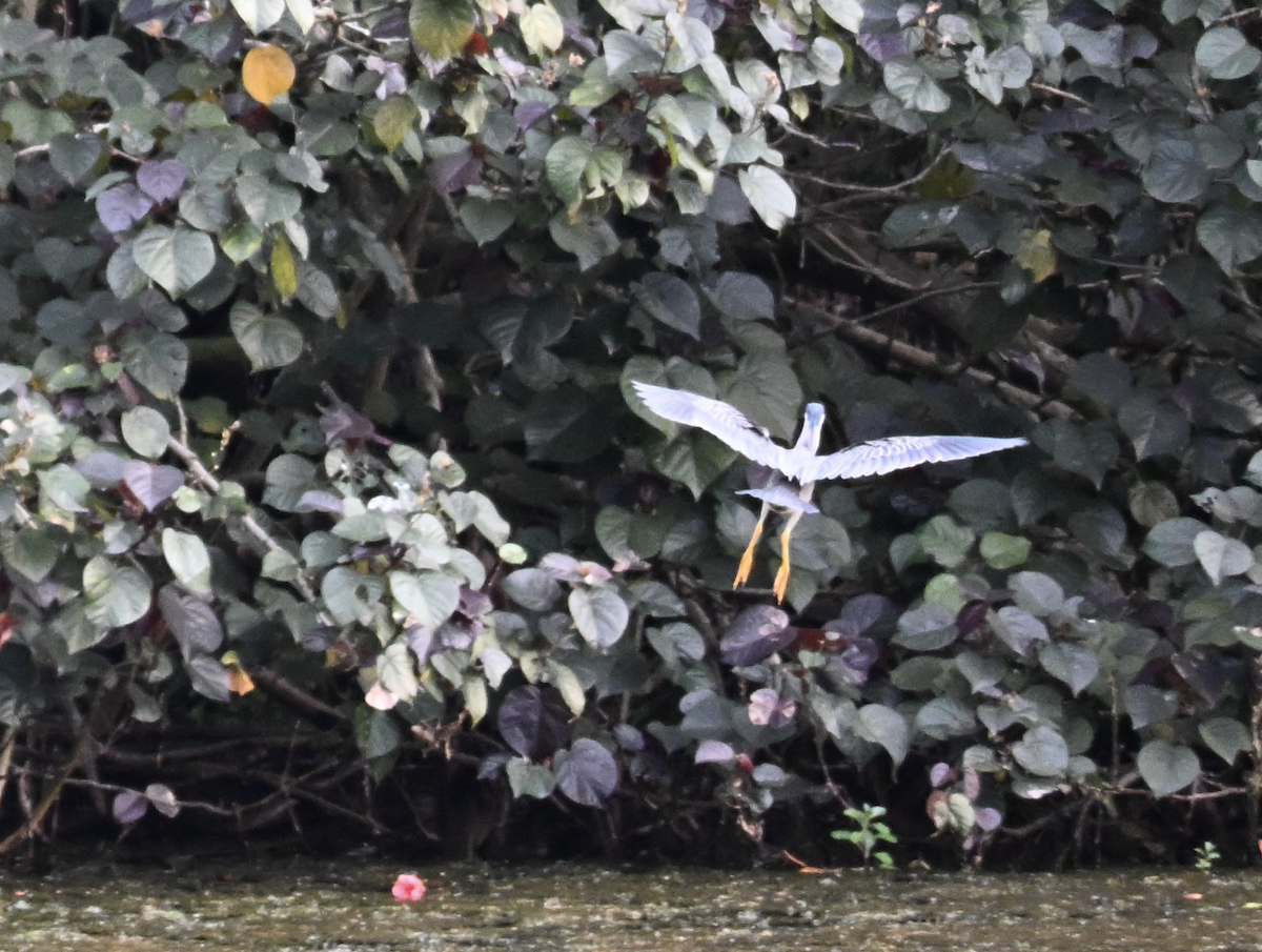 Little Heron - ML644510220