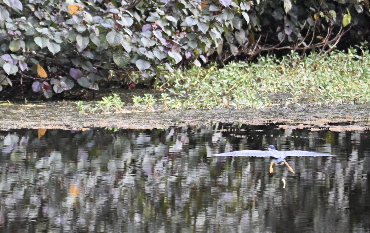 Little Heron - ML644510221