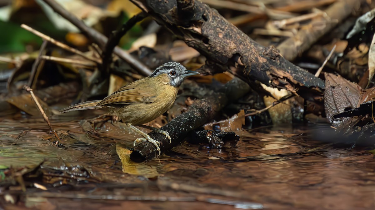Gray-throated Babbler - ML644510222