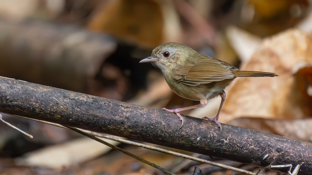 Buff-breasted Babbler - ML644510223