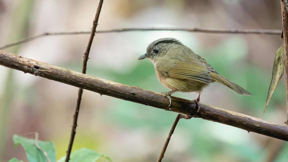 Brown-cheeked Fulvetta - ML644510224