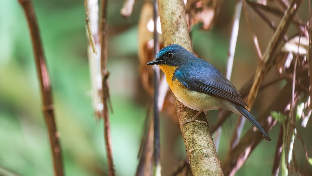 Hill Blue Flycatcher - ML644510225