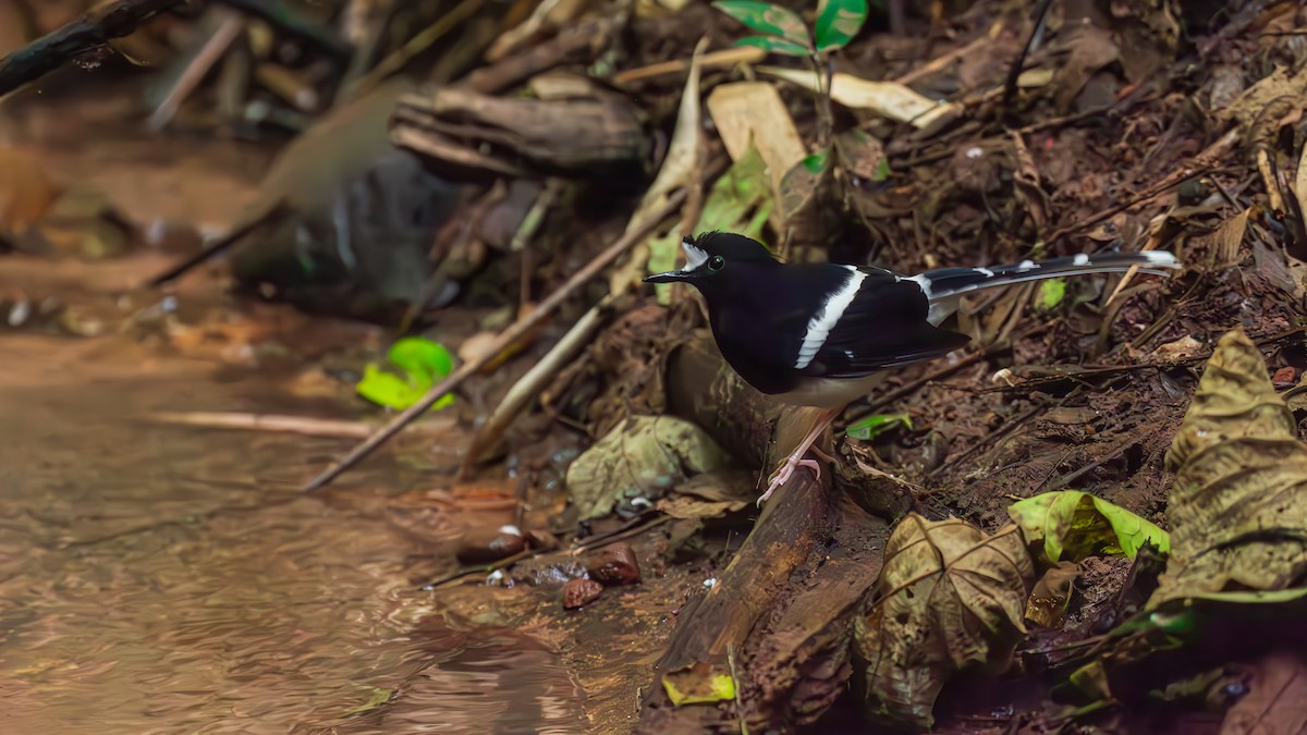 White-crowned Forktail (Northern) - ML644510226