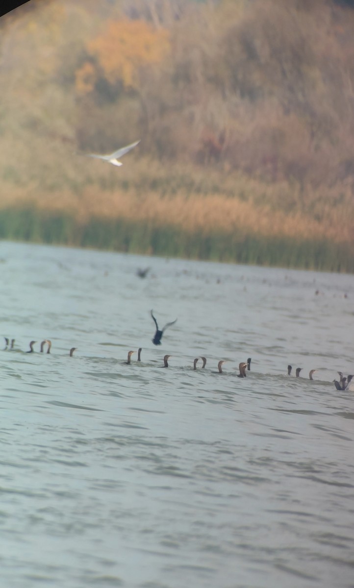 Cormorán Pigmeo - ML644510228