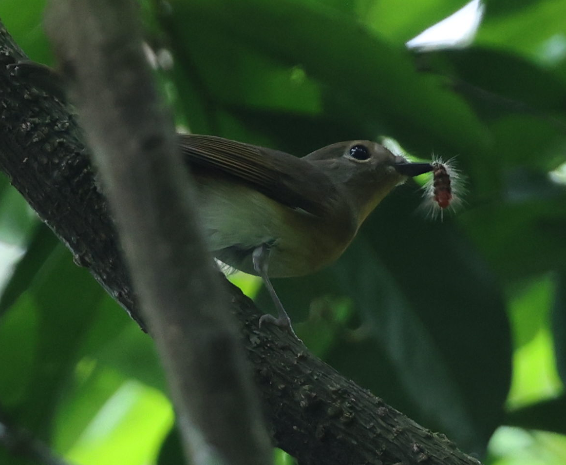 Huet's Fulvetta - ML644510233