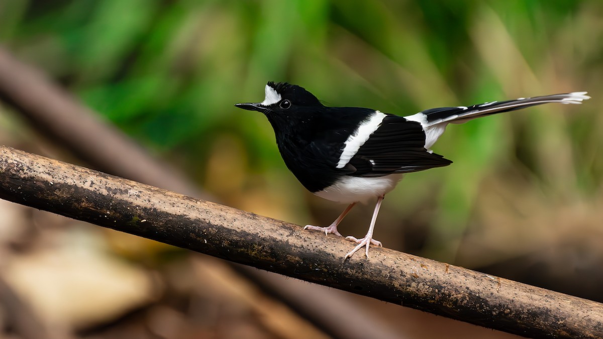 White-crowned Forktail (Northern) - ML644510234